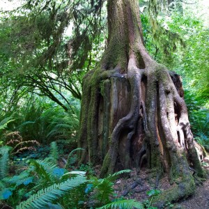 Truth Has No Prescribed